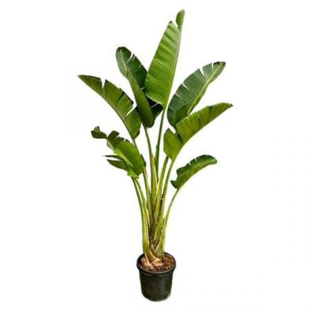 Everyplants Strelitzia Nicolai Cm Cm Oragarden De