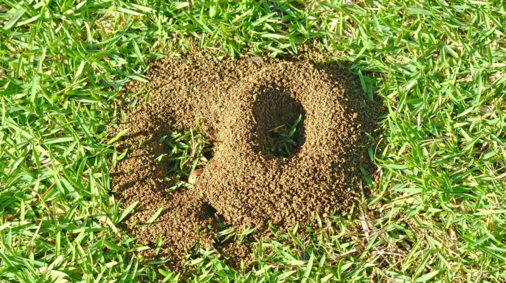 Ameisen und Ameisenhügel
