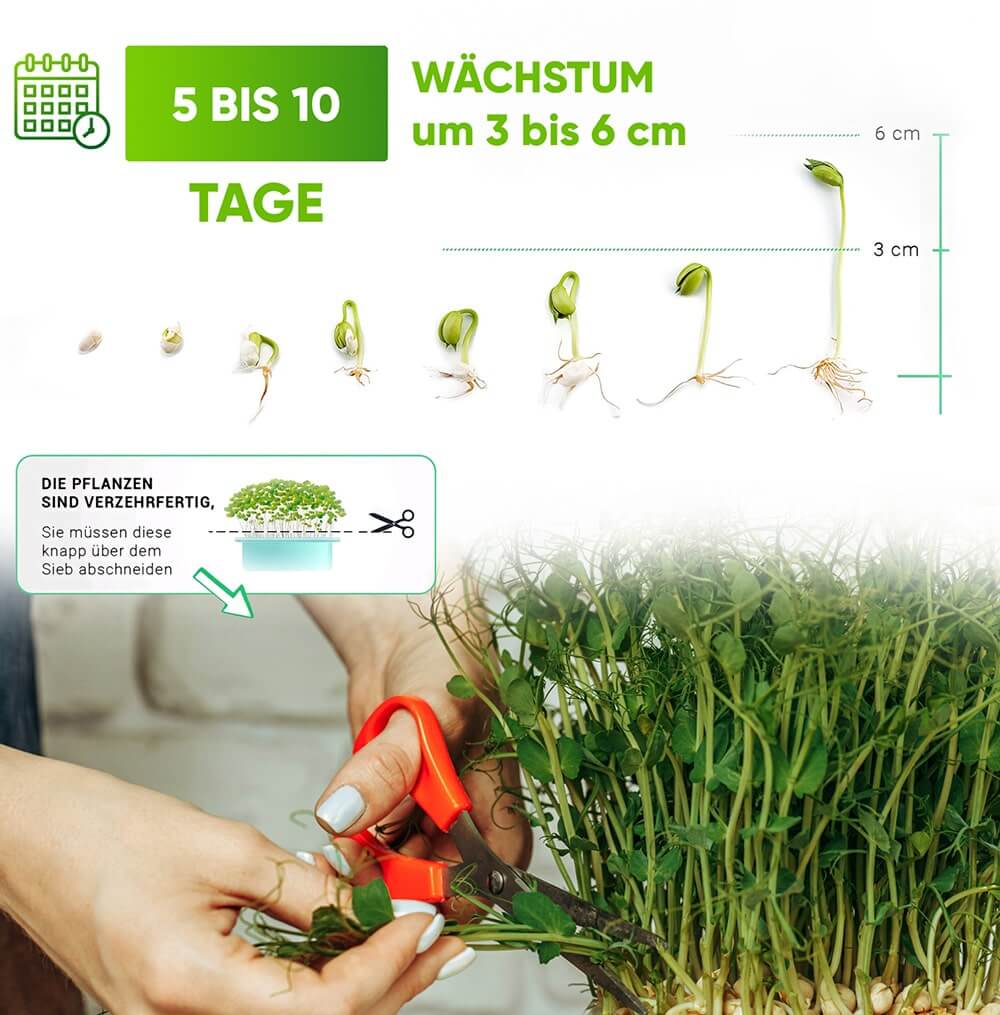 Grüne Fee Anzuchtset “Bio Microgreens”