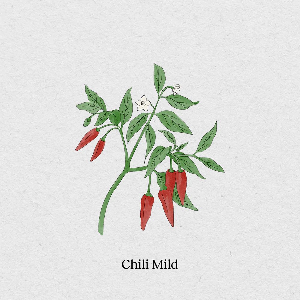 BerlinGreen Chili mild Samenpaket 4er-Pack