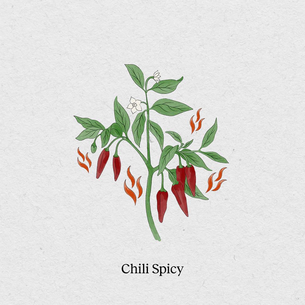 BerlinGreen Chili spicy Samenpaket 4er-Pack