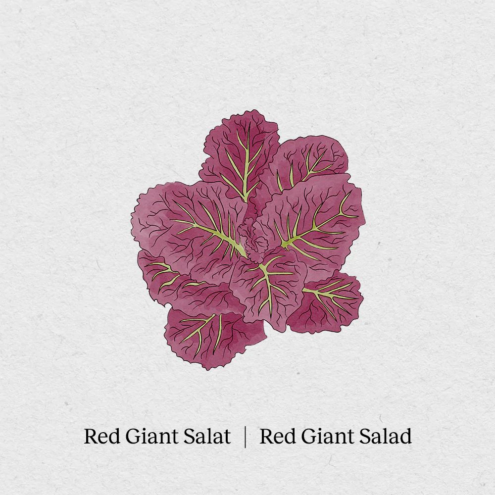 BerlinGreen Red Giant Salat Samen im Einzelpack