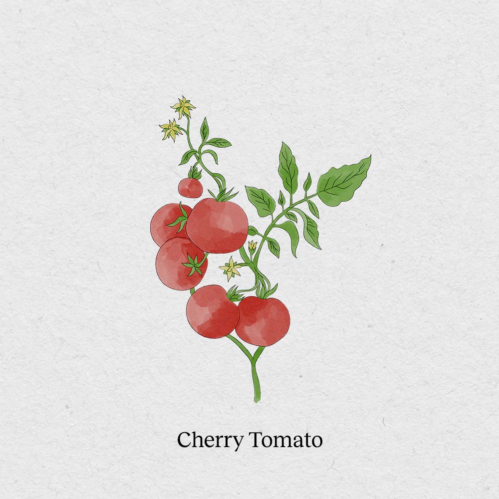 BerlinGreen Cherry-Tomaten Samenpaket 4er-Pack
