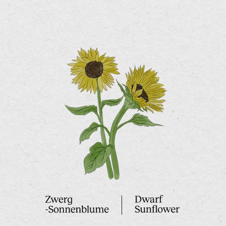 BerlinGreen Zwerg-Sonnenblume Samenpaket 4er-Pack