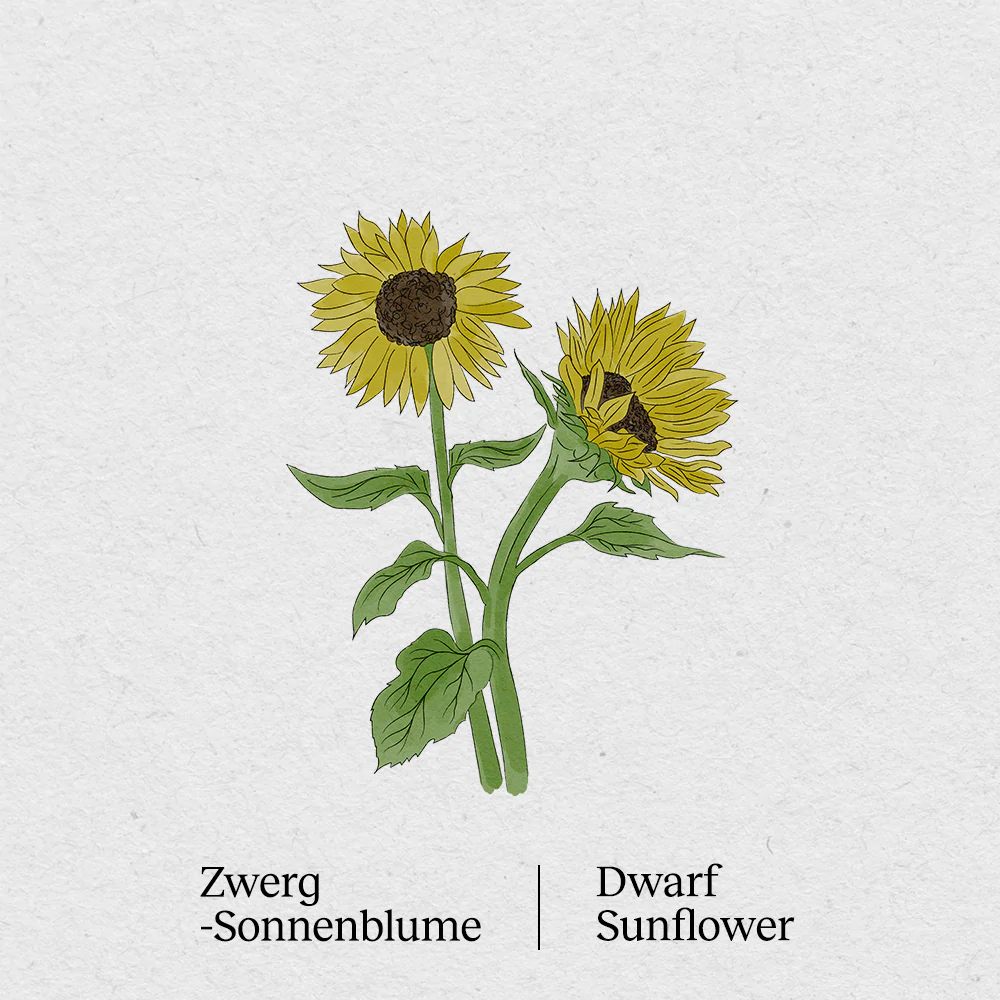 BerlinGreen Zwerg-Sonnenblume Samen im Einzelpack