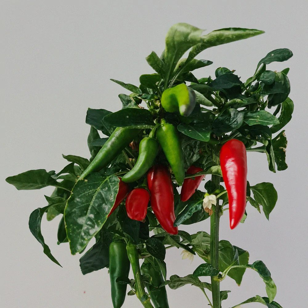 BerlinGreen Chili mild Samen im Einzelpack