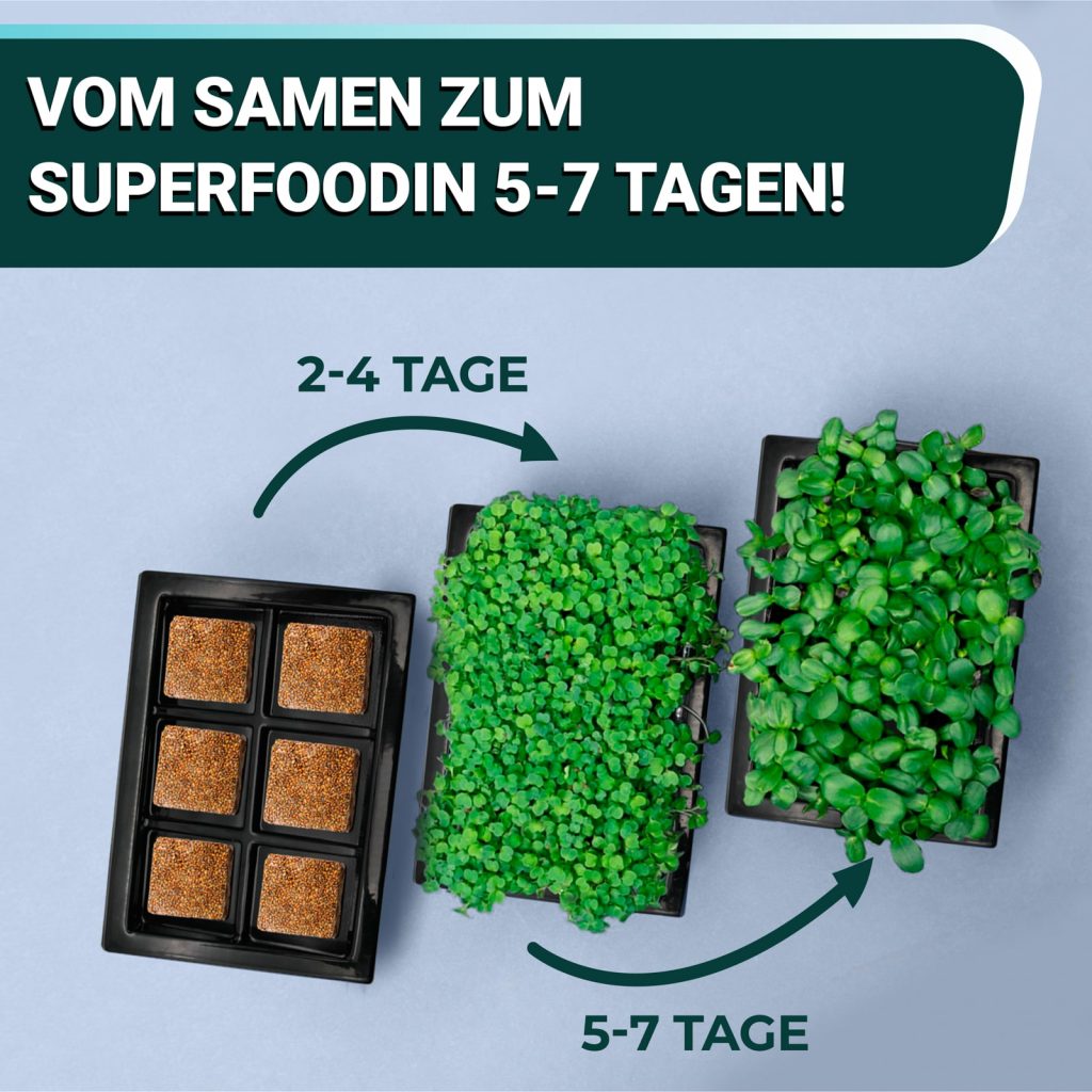 OraGarden Soil-MicroGreen Grüne Linsen Saatpad Set im 6er