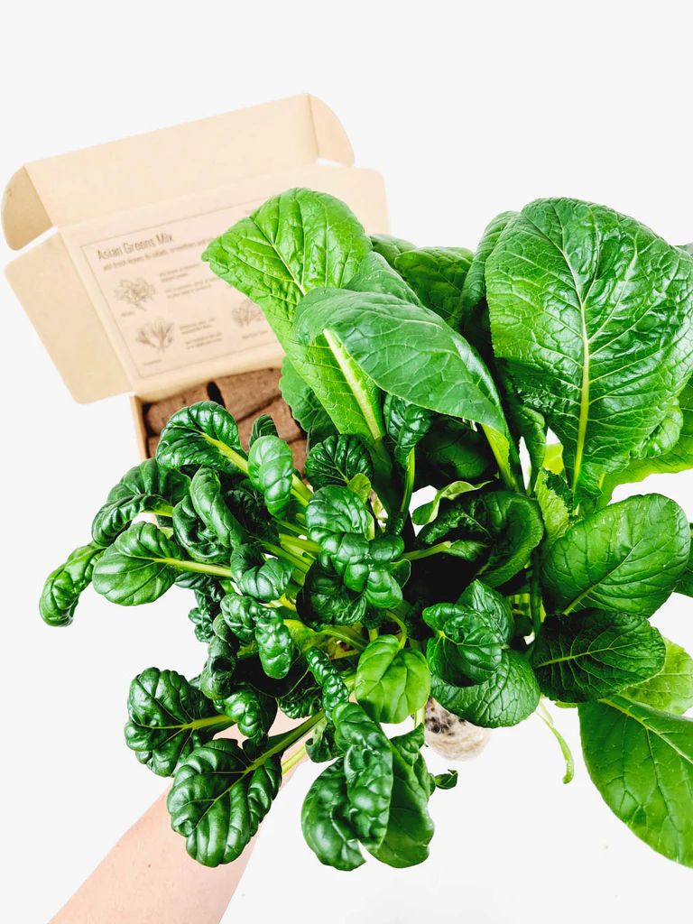 BerlinGreen PlantPlugs Asian Greens Mix 8-Pack