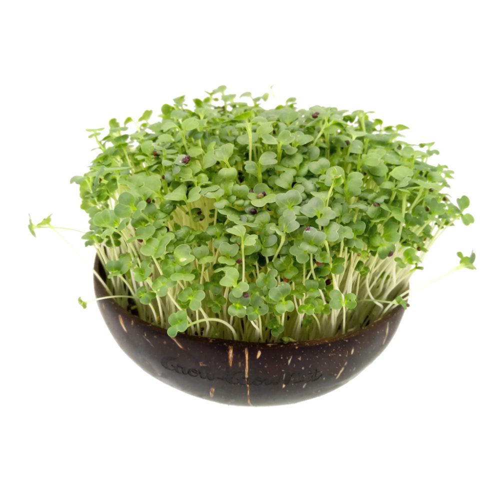 Grow-Grow Nut Nachfüllpaket “Brokkoli”