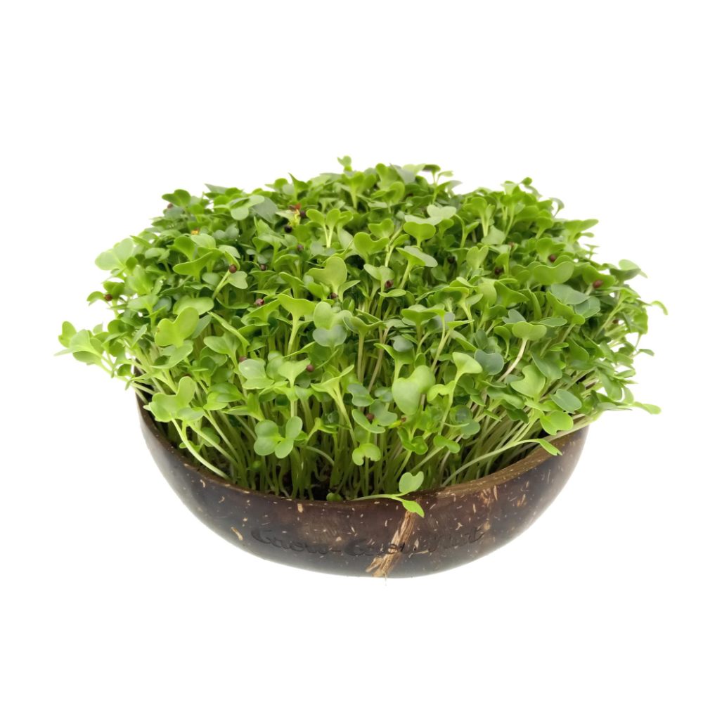 Grow-Grow Nut Nachfüllpaket “Red Hot Greens”