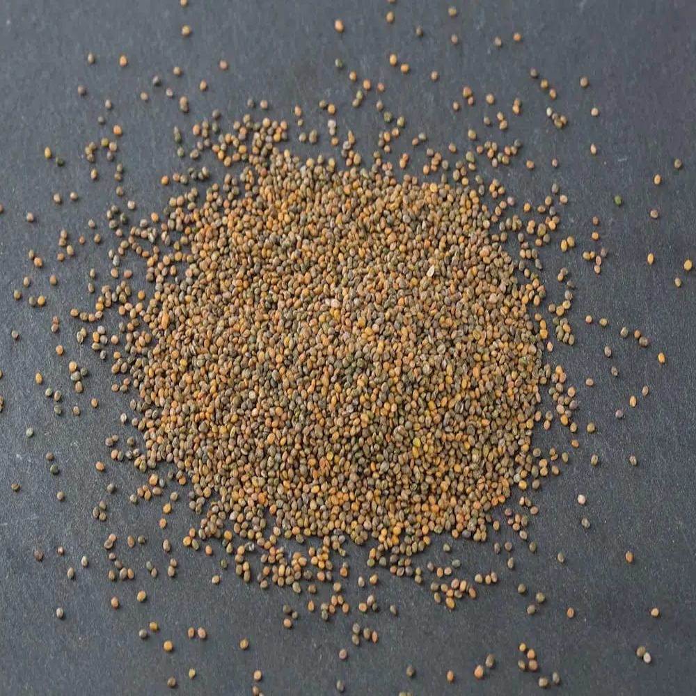 KeimGrün Bio-Keimsaat Rotklee (Rotklee Samen) 50 g