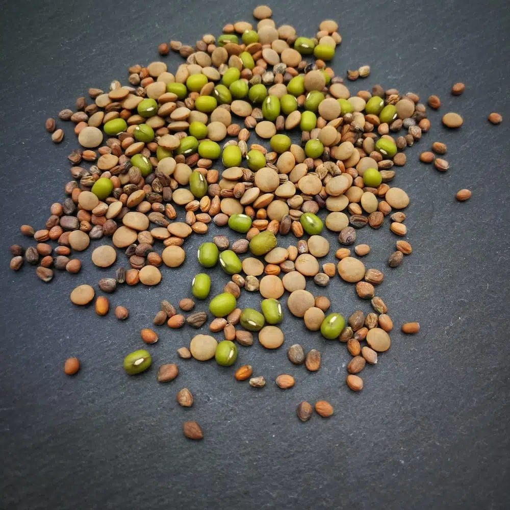 KeimGrün Bio-Sprossenmix “Salat” 50 g