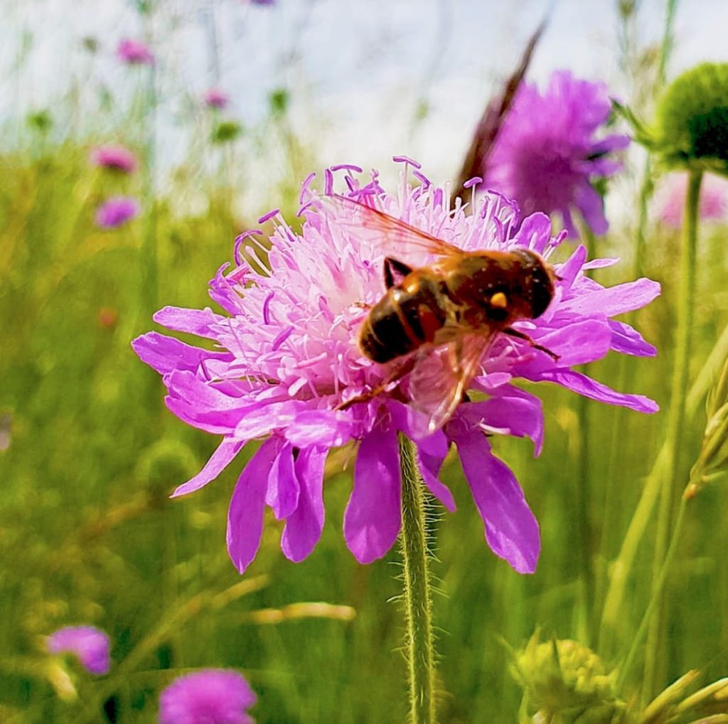 Greenedge Ummantelte Blumensamen Bienenweide 0.3 kg