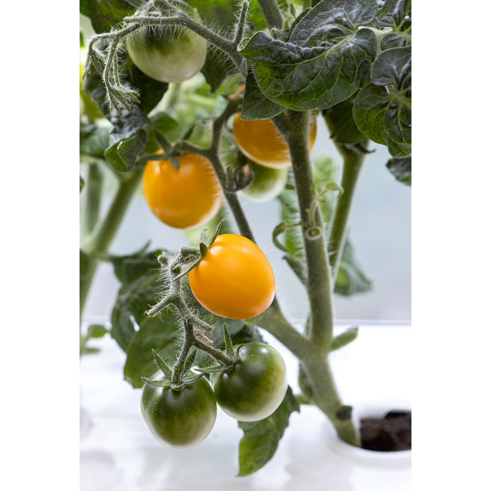 Nelson Garden Tomate Twiggy Orange F1