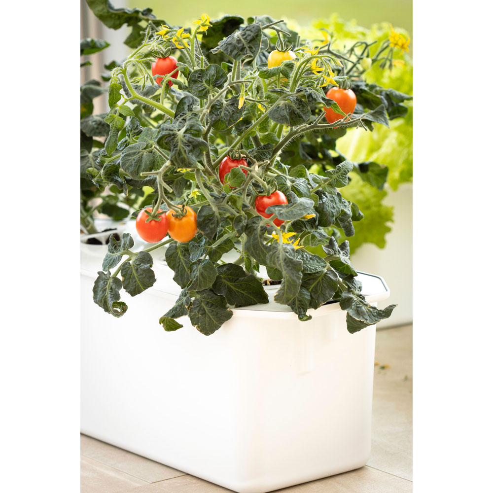 Nelson Garden Tomate Twiggy Red F1