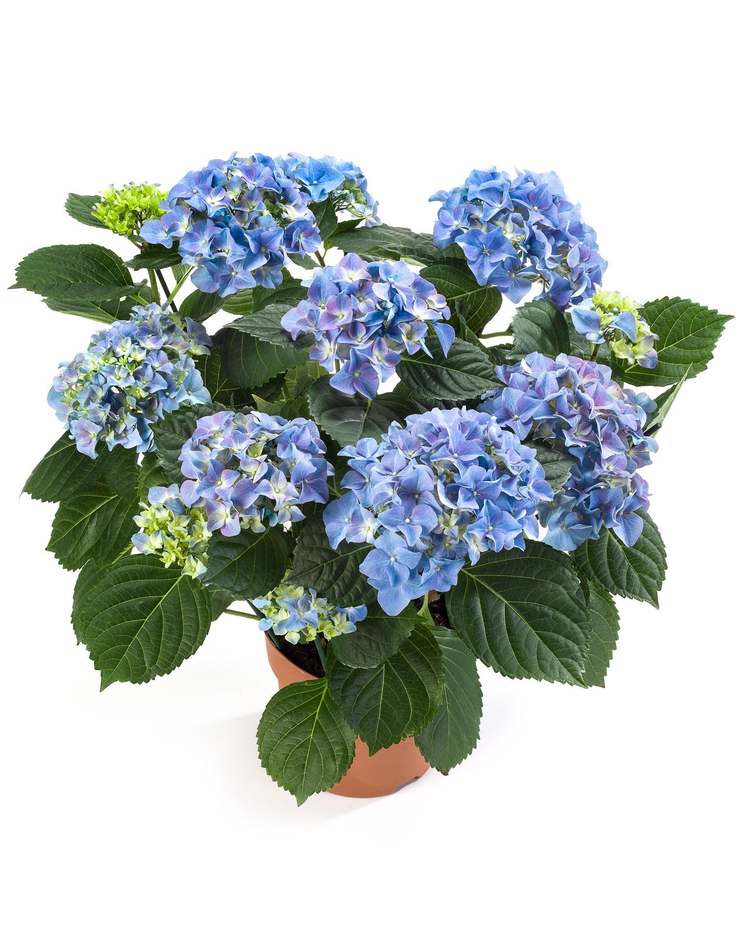 The Mastergrowers Zimmerhortensie Blau - 40cm, ø 14 cm - OraGarden.de