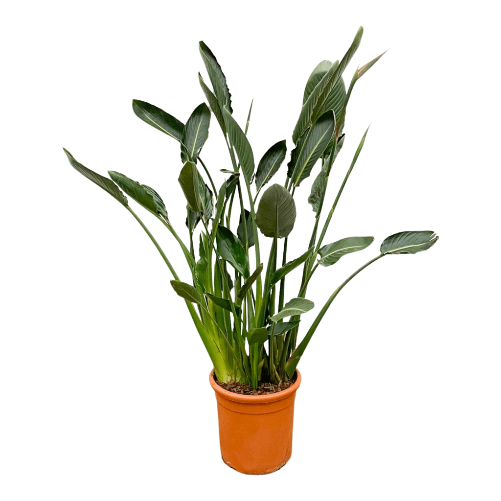Xxl Plants Strelitzia Reginae 160 cm, Ø35 cm OraGarden.de