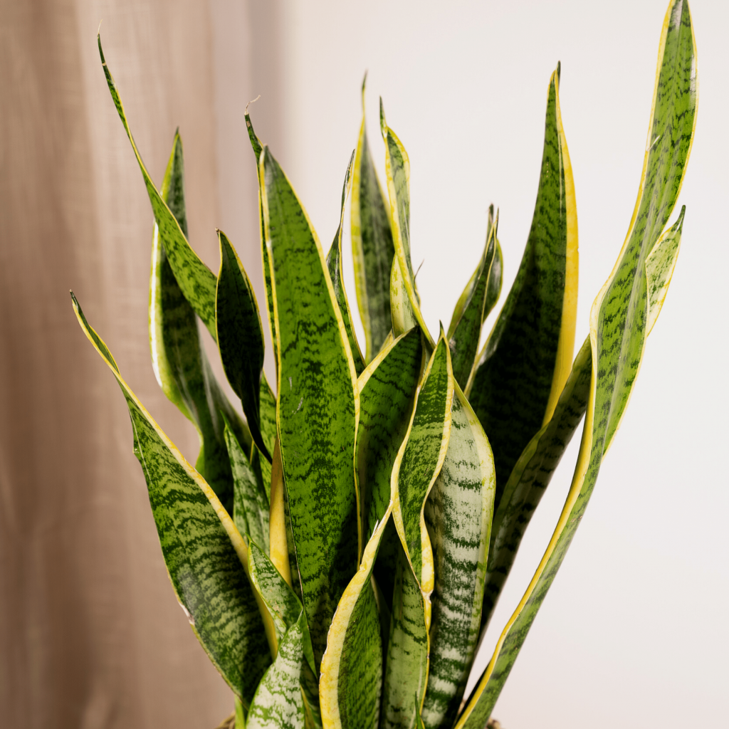 Vda Plant Sansevieria Laurentii 65 cm, Ø17 cm OraGarden.de