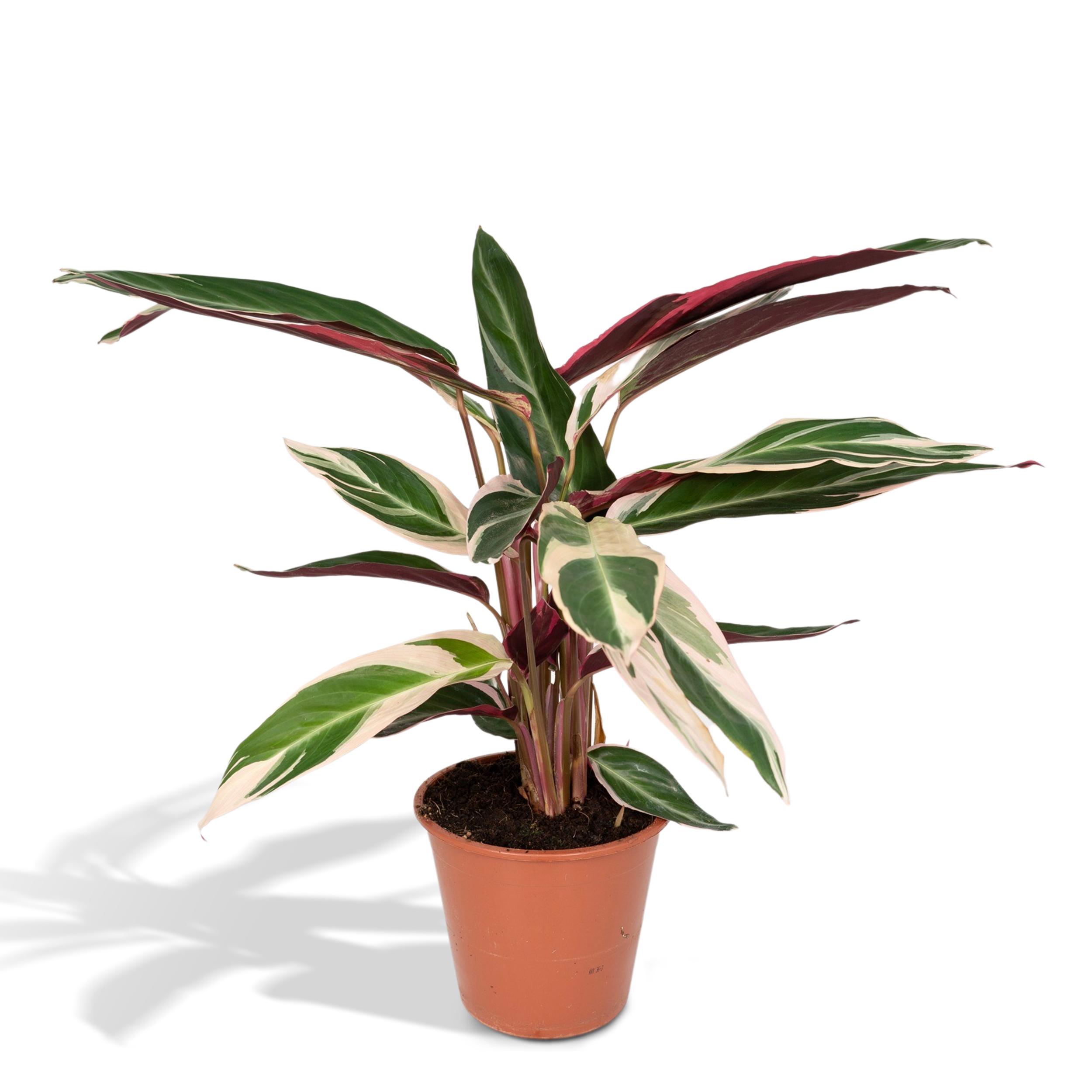 Meergroothandel Calathea Triostar - 70 cm,  19 cm - OraGarden.de