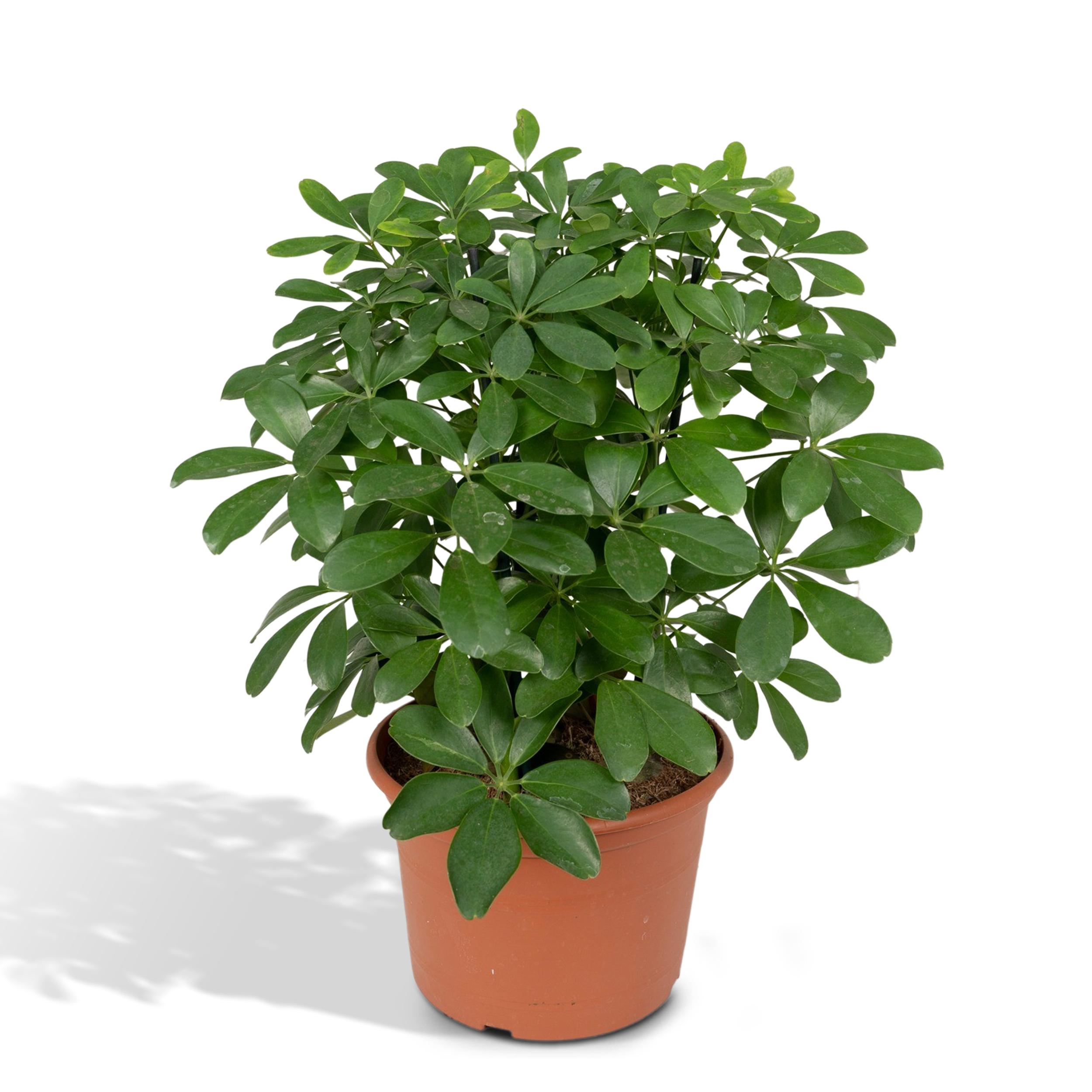 Meergroothandel Schefflera Nora (Fingerpflanze) - 50 cm, Ø21 cm