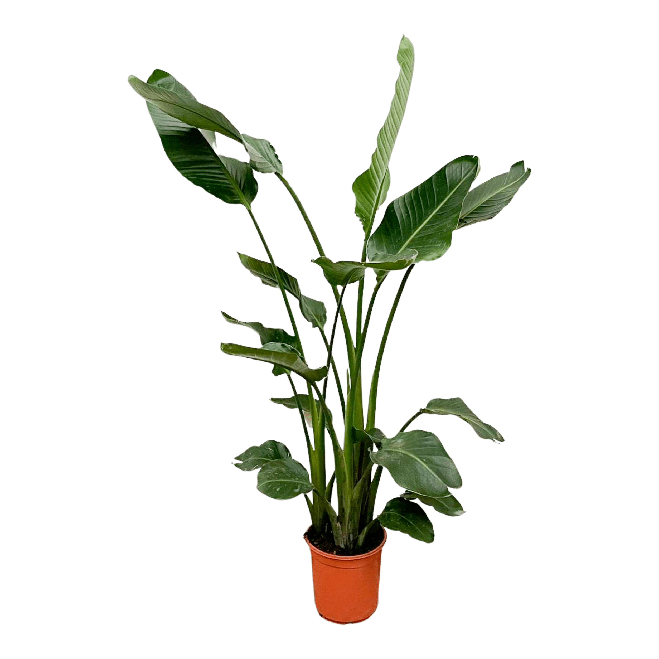 Xxl Plants Strelitzia Nicolai – 160 cm, Ø19 cm