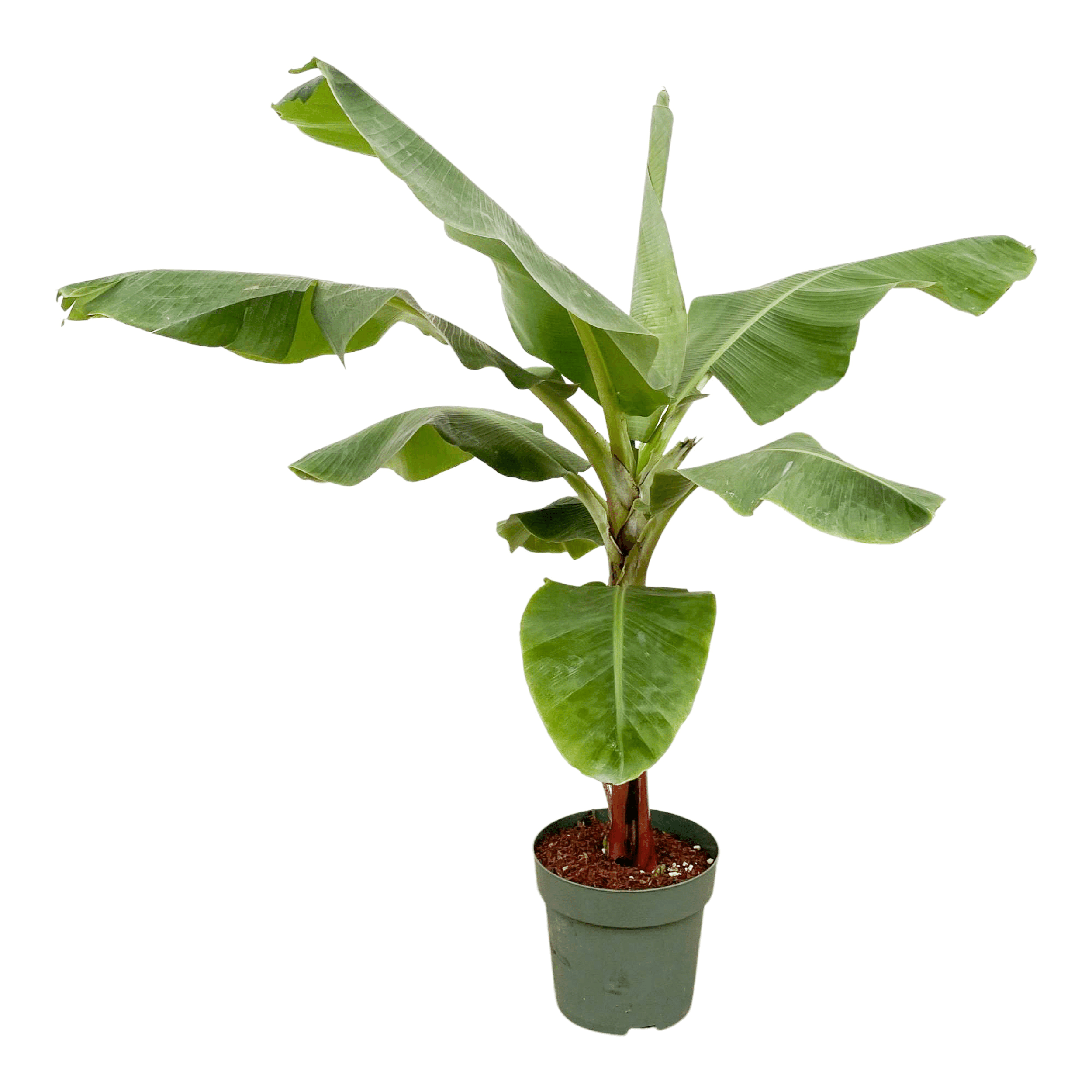 Xxl Plants Bananenpflanze – 150cm, Ø30 cm