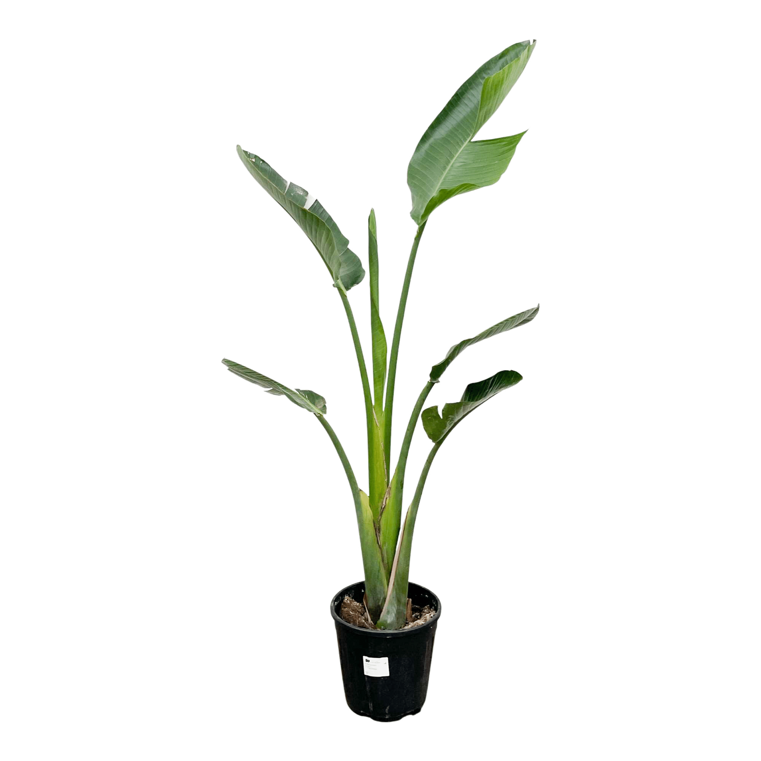 Xxl Plants Strelitzia Augusta – 180 cm, Ø30 cm