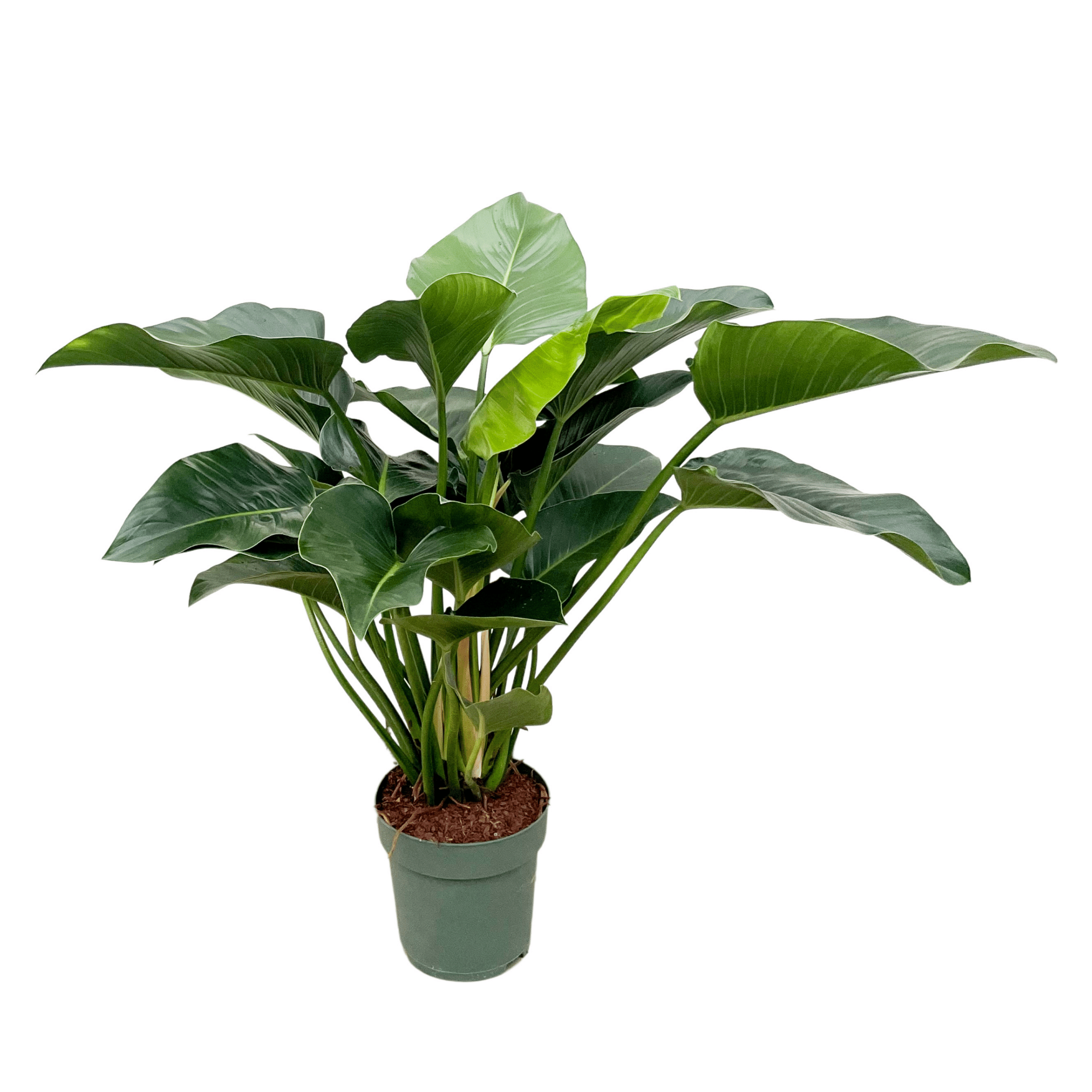 Xxl Plants Philodendron Green Beauty – 120 cm, ⌀ 30 cm