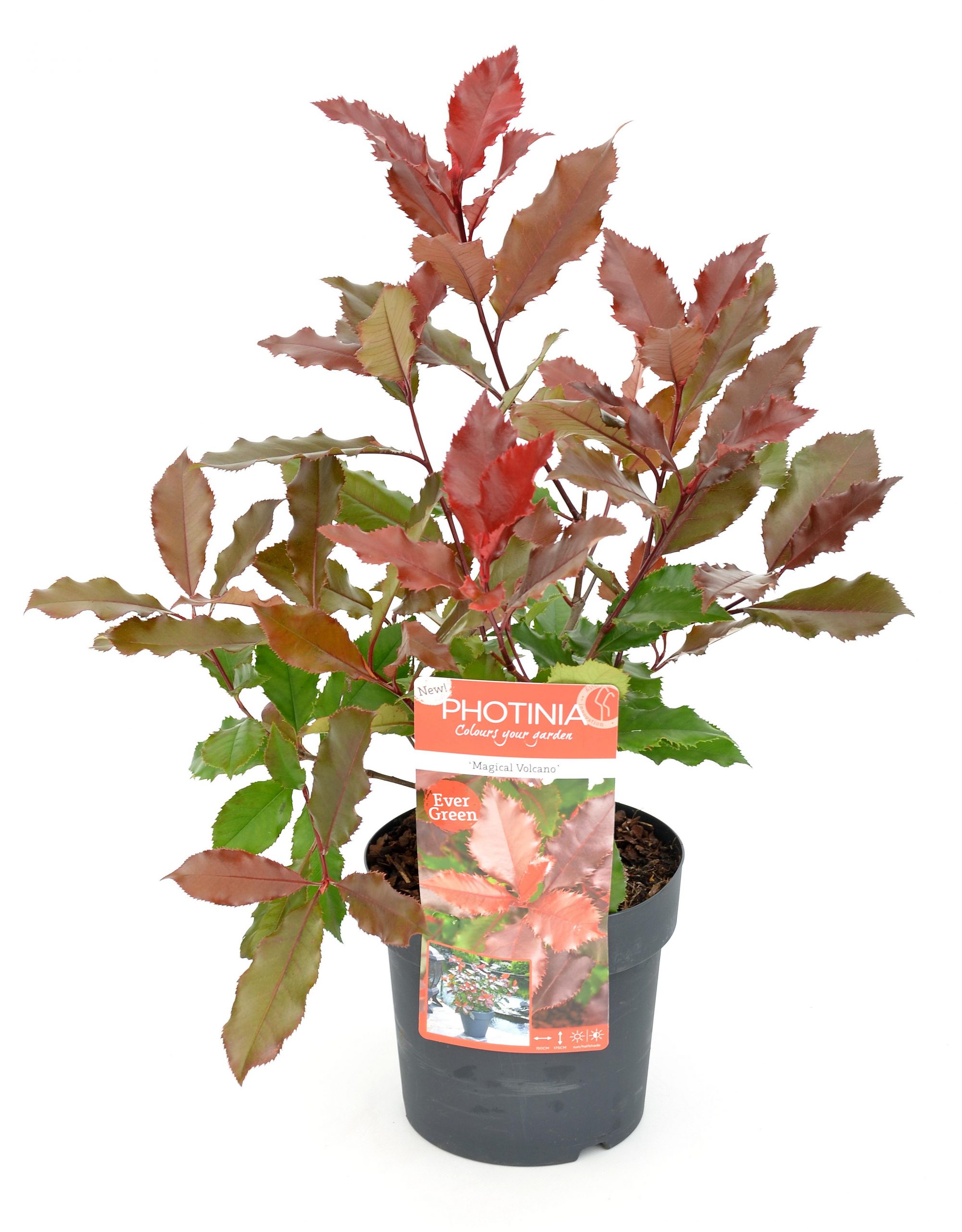 Son & Koot Photinia Fraseri ‚Magical Volcano‘ – 30 cm, Ø19 cm ...