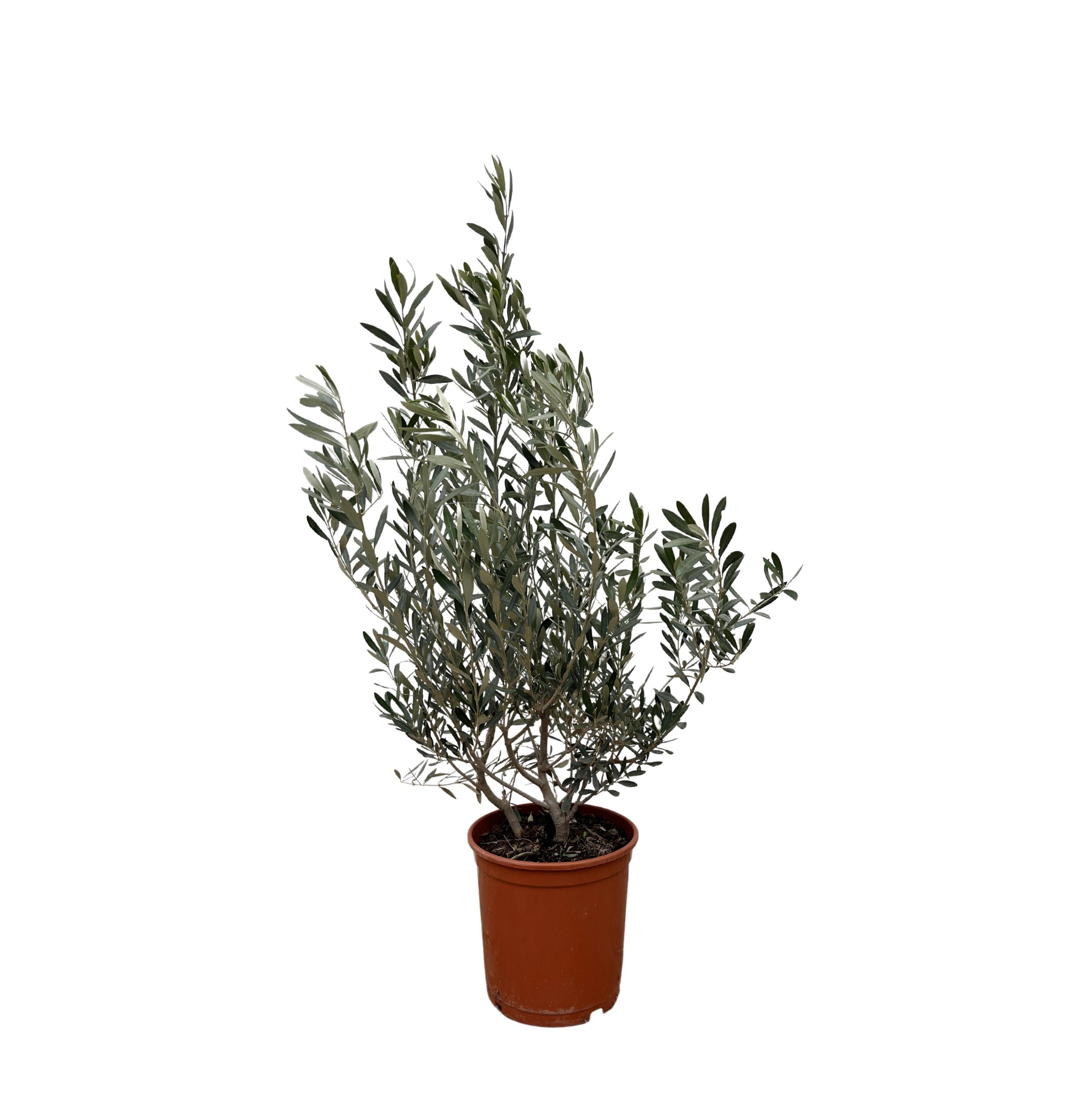 Xxl Plants Olea Europaea Strauch – 100 cm, Ø25 cm