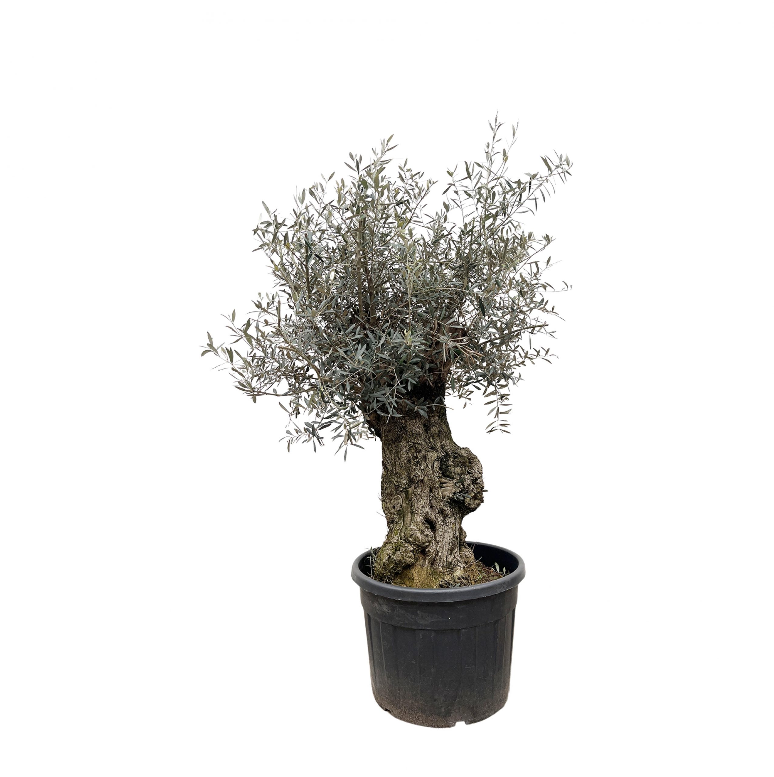 Kunstpflanze Bonsai Tea Im Topf. Höhe 40 Cm