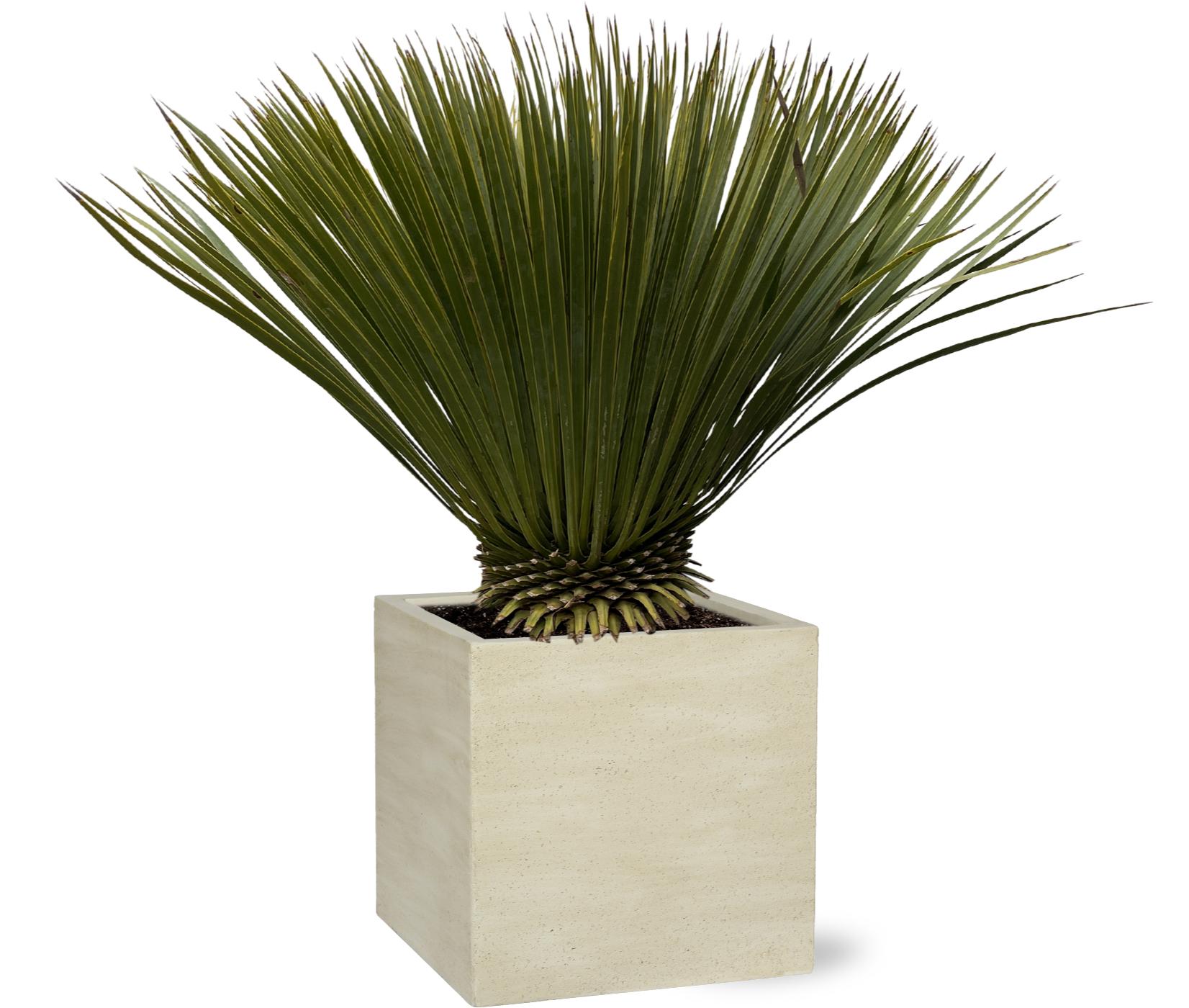 Xxl Plants Yucca Rostrata – 90 cm, Ø30 cm
